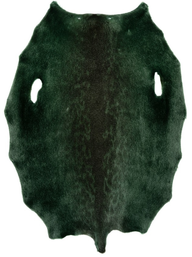 Ringed seal - Dark Kiwi LH - D