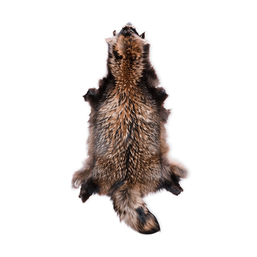 Wild Finnraccoon Skind